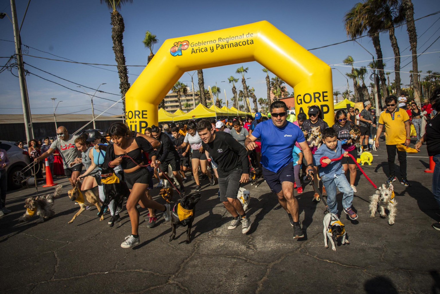 inicio corrida canina.jpg